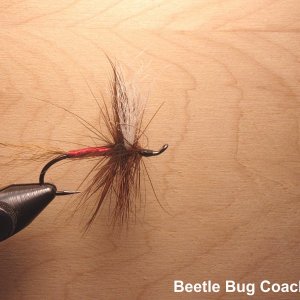 Beetle Bug Coachman
